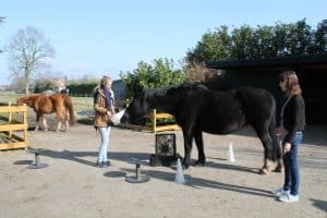 Paardencoaching Zwolle